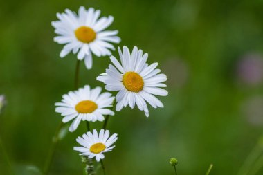 Bir grup spontane papatya.