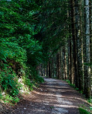 Gölün etrafındaki orman.