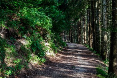 Gölün etrafındaki orman.