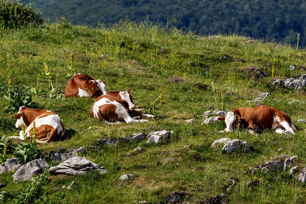 Αγελάδες που αναπαύονται σε λιβάδι — Φωτογραφία Αρχείου