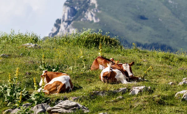 Vaches reposant sur une prairie — Photo
