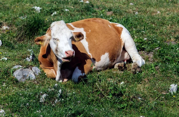 Egy tehén a hegyekben. — Stock Fotó