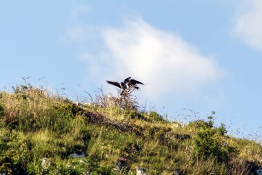 Tahta bir direkte bir karga