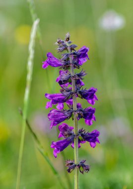 Mor bahar çiçekleri