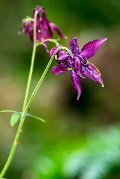 Encerramento de um Aquilegia Vulgaris — Fotografia de Stock