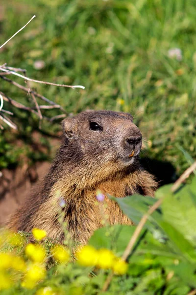 Een wilde marmot — Stockfoto