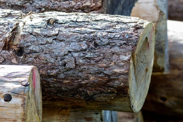 Vágott fa rönk — Stock Fotó