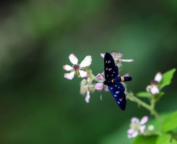 An Amata phegea — Stock Photo, Image