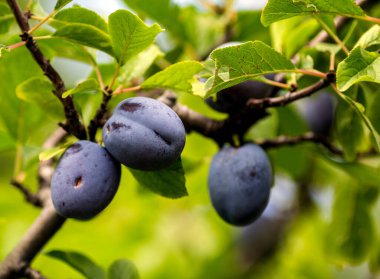 Erikler hasat için hazır.