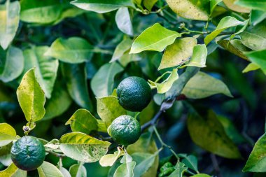 Küçük yeşil portakallar