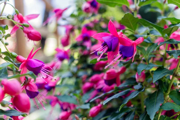 Eine fuchsia hybrida — Stockfoto