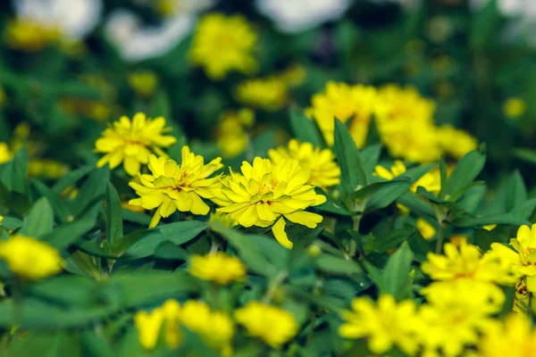 Некоторые желтые цветы — стоковое фото