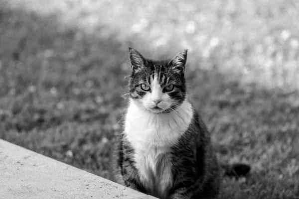 Eine schwarz-weiße Katze — Stockfoto