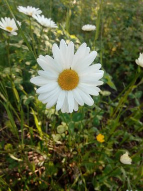 Çimenlerde büyüyen beyaz papatya çiçeği