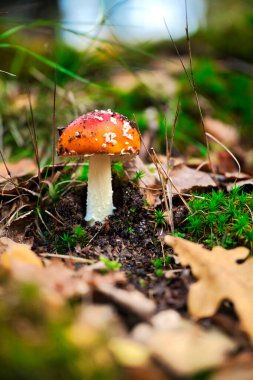 Fliegenpilz im Hebst Wald