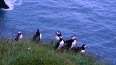 Atlantik puffins Dyrholaey, İzlanda içinde iç içe geçirme