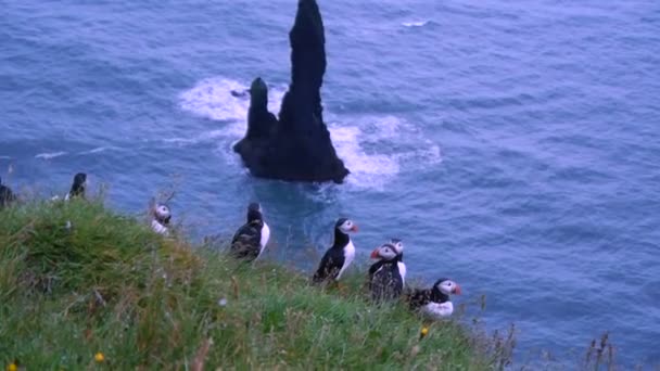 Puffins deniz manzaralı bir kayanın üzerinde — Stok video