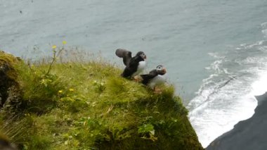 Puffins bir uçurumun kenarında. İzlanda