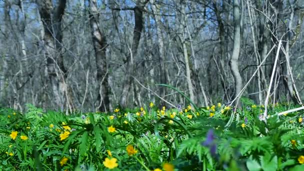 Bosque lleno de flores de nieve en temporada de primavera . — Vídeos de Stock