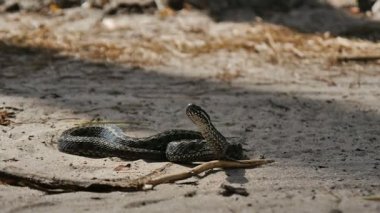 Yılan Saldırıya Hazırlanıyor