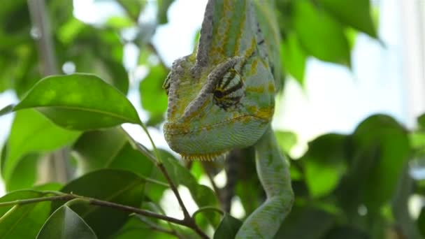 Chameleon pada cabang pohon — Stok Video