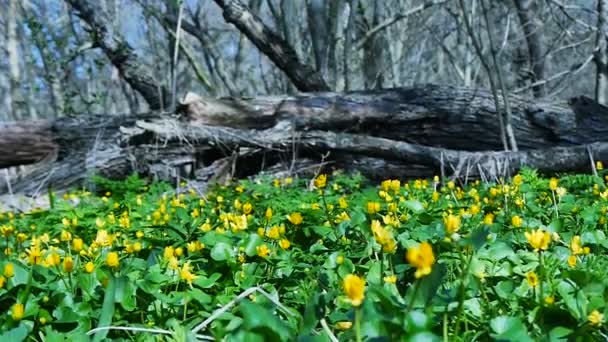 春シーズンのスノー ドロップの花でいっぱい森. — ストック動画