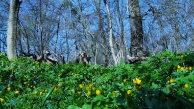 Erken Bahar. Orman sarı bahar çiçekleri tam.