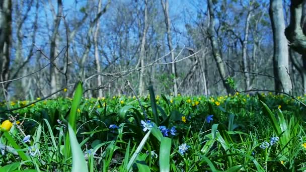 Green grass in spring forest — Stock Video