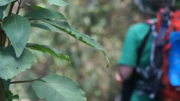 Trekking a través de la selva al escalar el Kilimanjaro — Vídeos de Stock