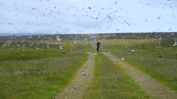 Meisje fietser rijdt langs de weg door een troep van zeemeeuwen. Iceland.Grapher — Stockvideo