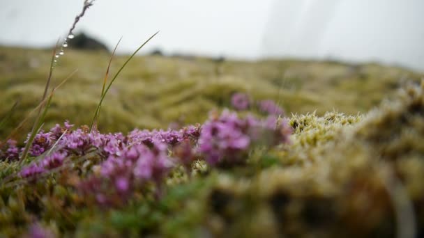 Moss and flowers on lava fields of Iceland — Stock Video