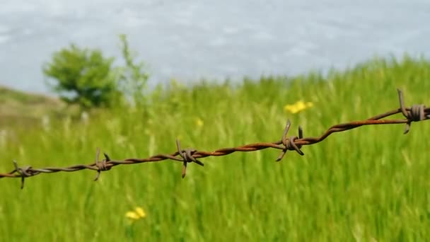 Taggtråd med grönt gräs på bakgrund. — Stockvideo