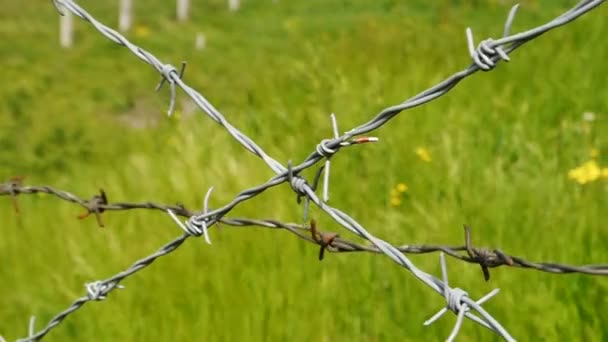 Gammal rostig taggtråd på en bakgrund av grönt gräs. — Stockvideo