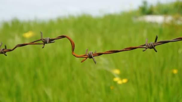 Prikkeldraad met groen gras op achtergrond. — Stockvideo