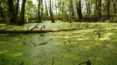 Bataklık bitki örtüsü ile kaplı.