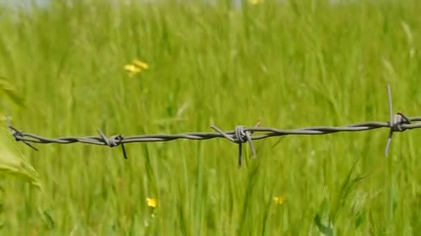 Prikkeldraad met groen gras op achtergrond. — Stockvideo