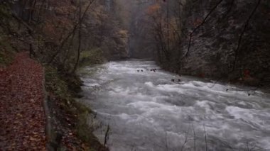 Dağ nehir. Kanyon ormandaki.