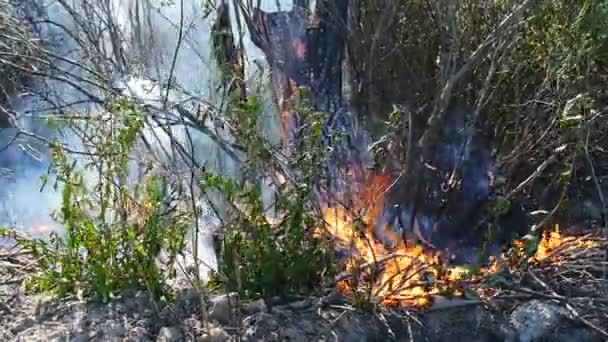 Burning krzewów i trawy. — Wideo stockowe