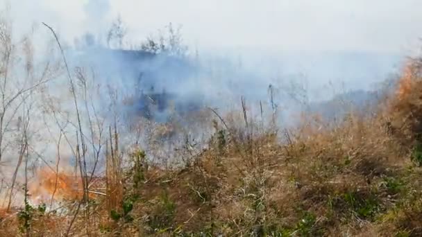 Herbe sèche brûlante — Video