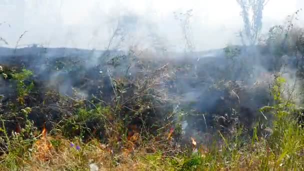 Vídeo quema campo de hierba seca — Vídeos de Stock