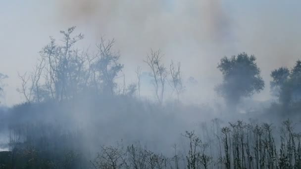 Humo después de un incendio forestal — Vídeo de stock