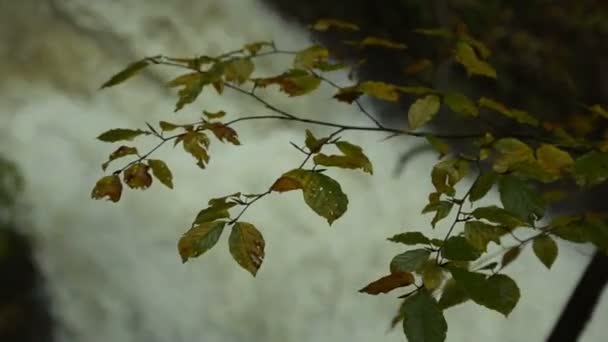 Wodospad przez gałęzie — Wideo stockowe
