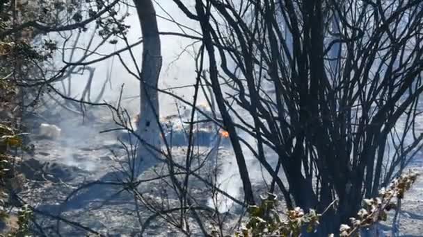 Humo y cenizas después de un incendio forestal . — Vídeos de Stock