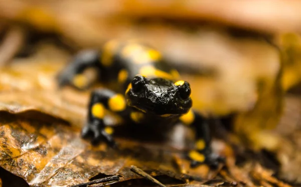 Salamandre de feu dans la nature — Photo