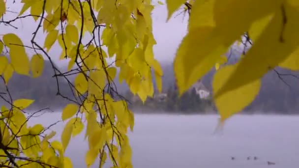 Bled Lake. Árbol de otoño. Iglesia Island. Niebla — Vídeos de Stock
