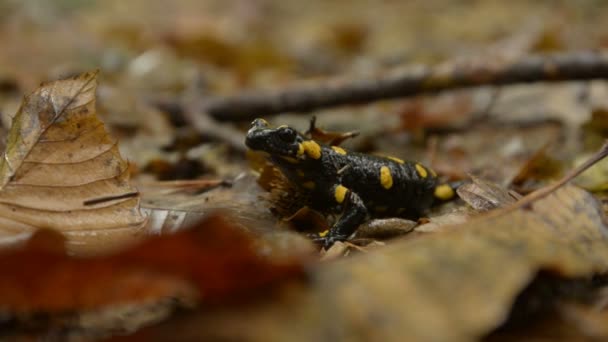 Salamandra en la naturaleza. — Vídeo de stock