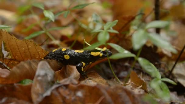 Salamandra en la naturaleza. — Vídeo de stock