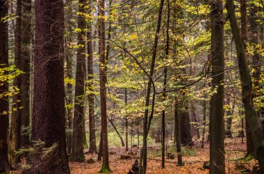 sonbahar büyülü ormanda