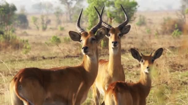 Impala Ram Hareketsiz Afrika 'da — Stok video