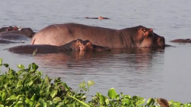 Hipopótamo en el agua — Vídeo de stock